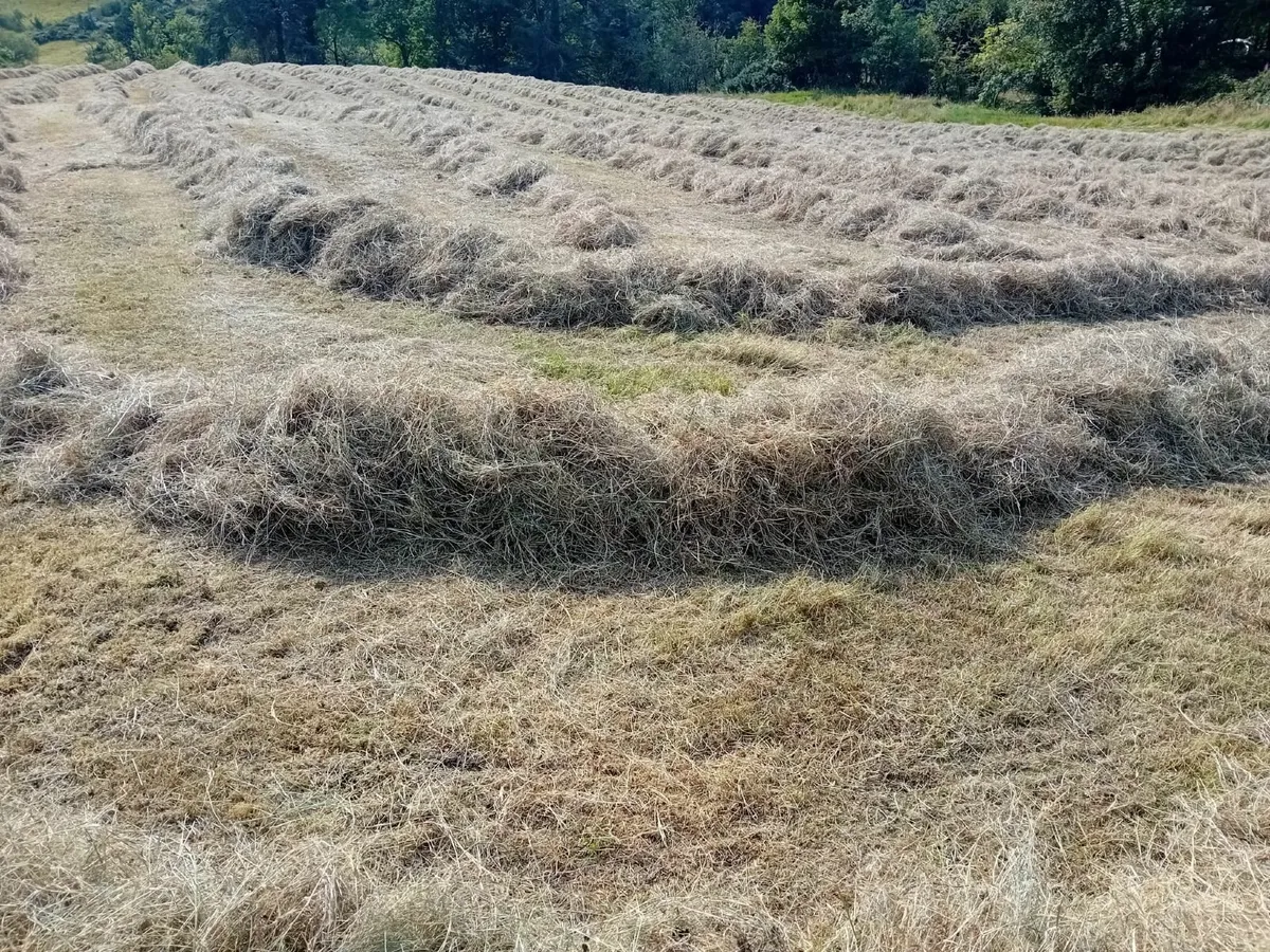Animal Feed