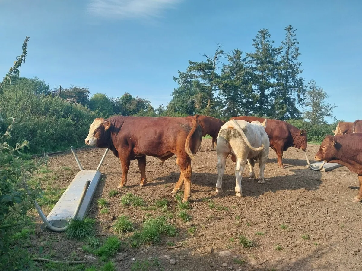 Cattle - Image 1