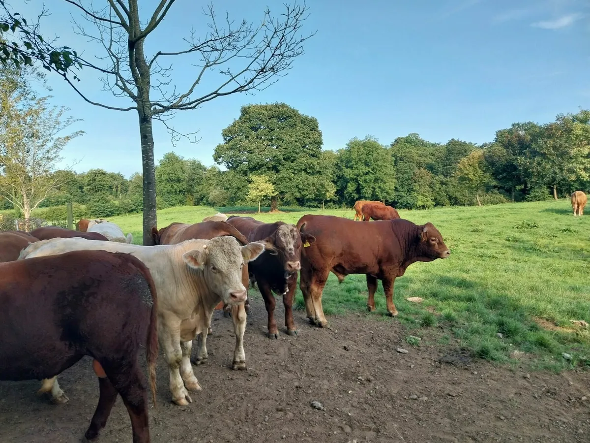 Cattle - Image 2