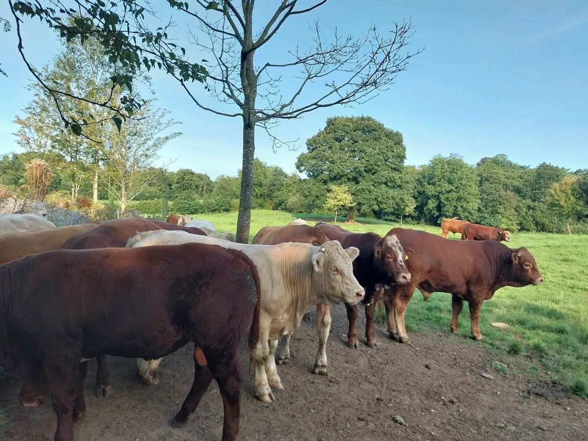 Cattle - Image 3