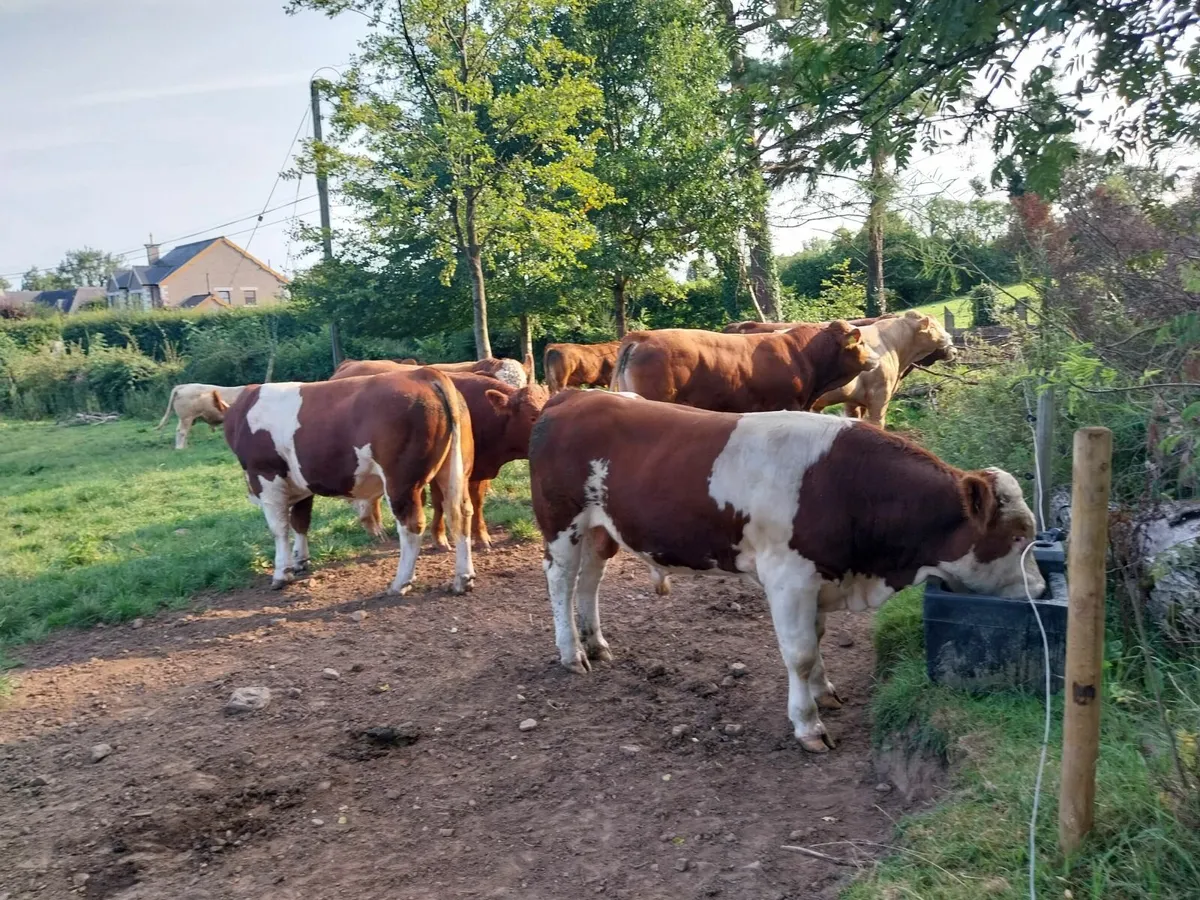 Cattle - Image 4