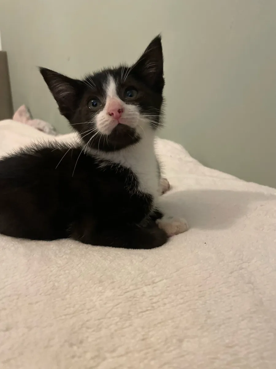 Kitten - Image 2