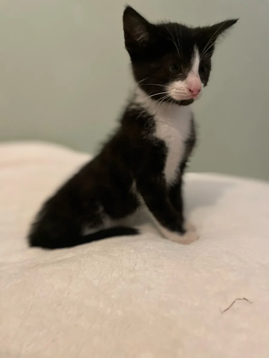 Kitten - Image 3