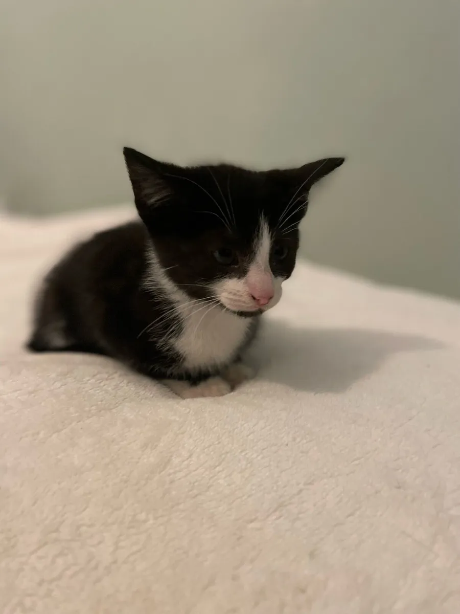 Kitten - Image 4