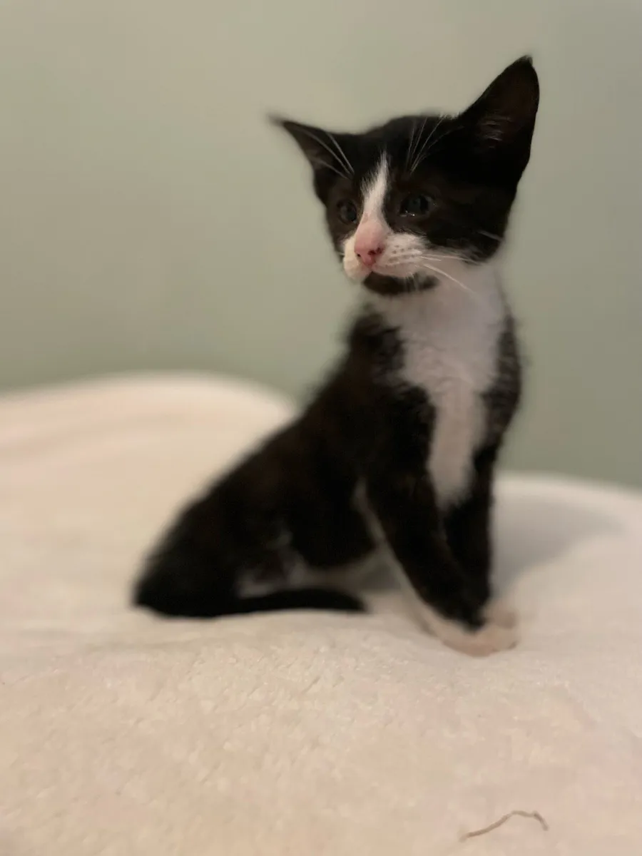 Kitten - Image 1