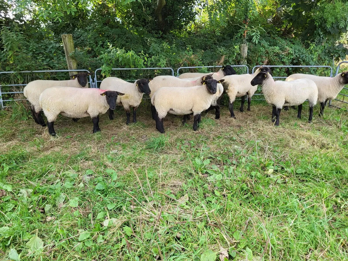 Hoggets - Image 1