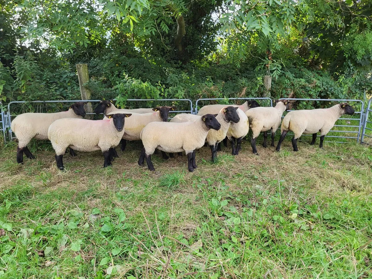 Hoggets - Image 2