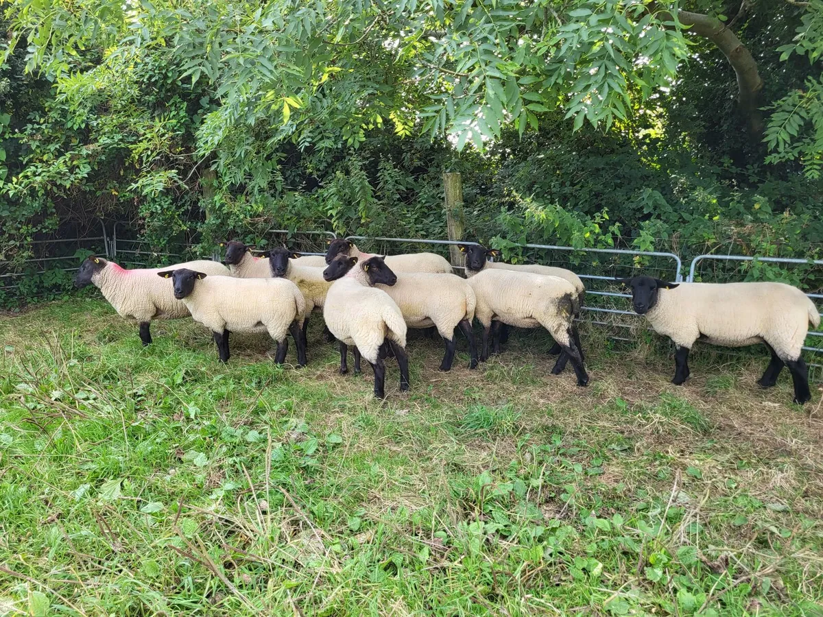 Hoggets - Image 3