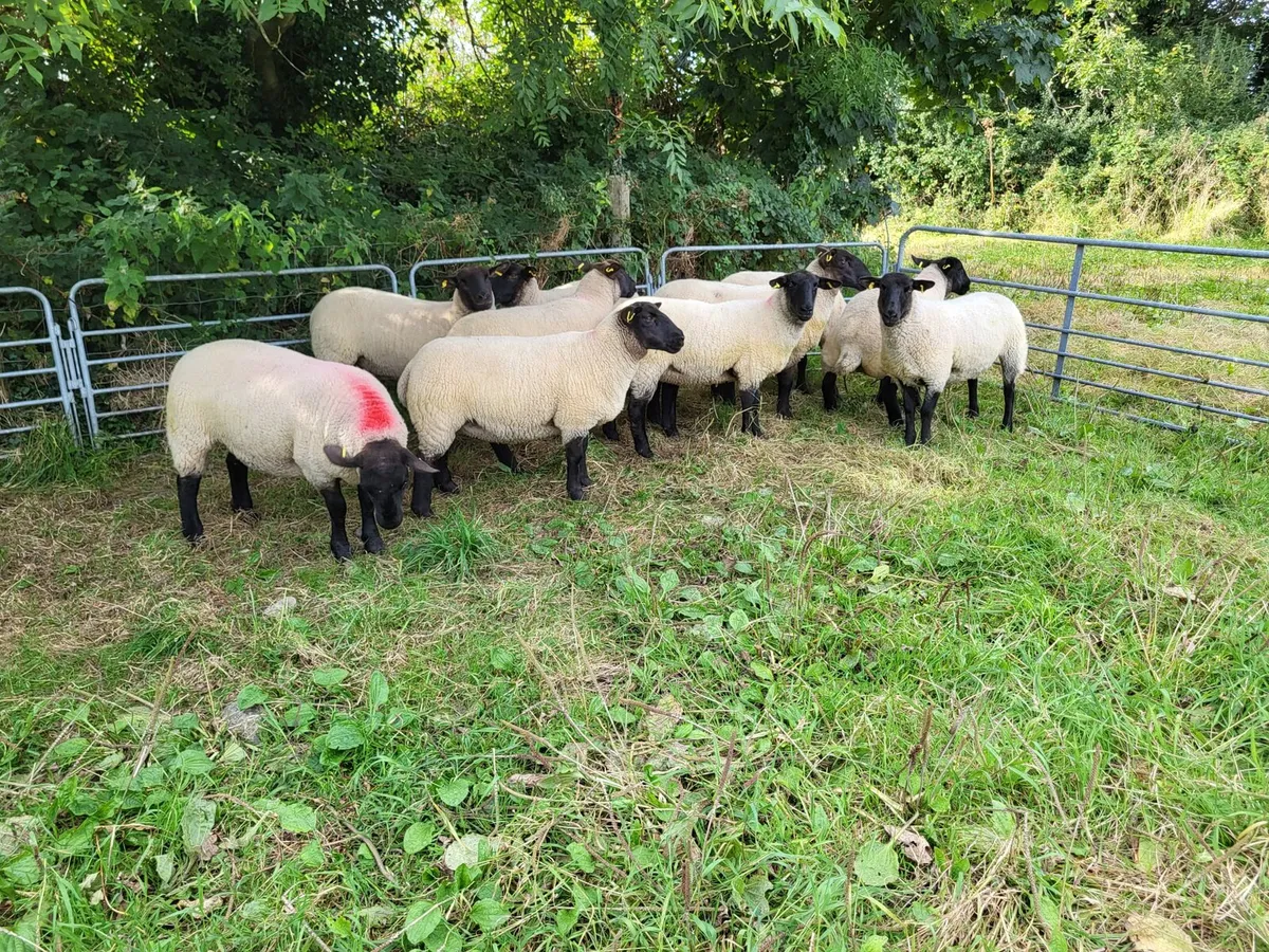 Hoggets - Image 4