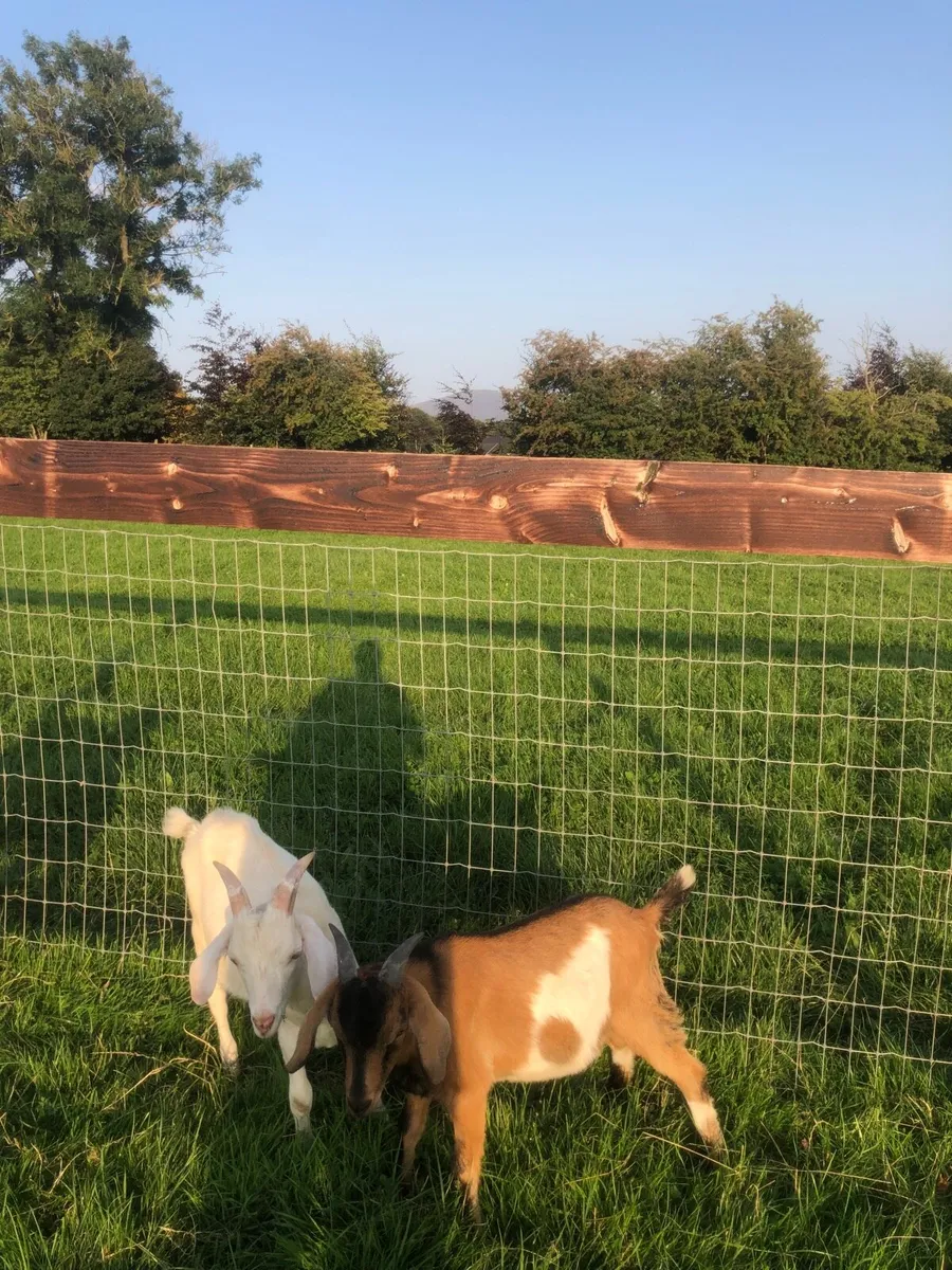 Kid Goats - Image 1