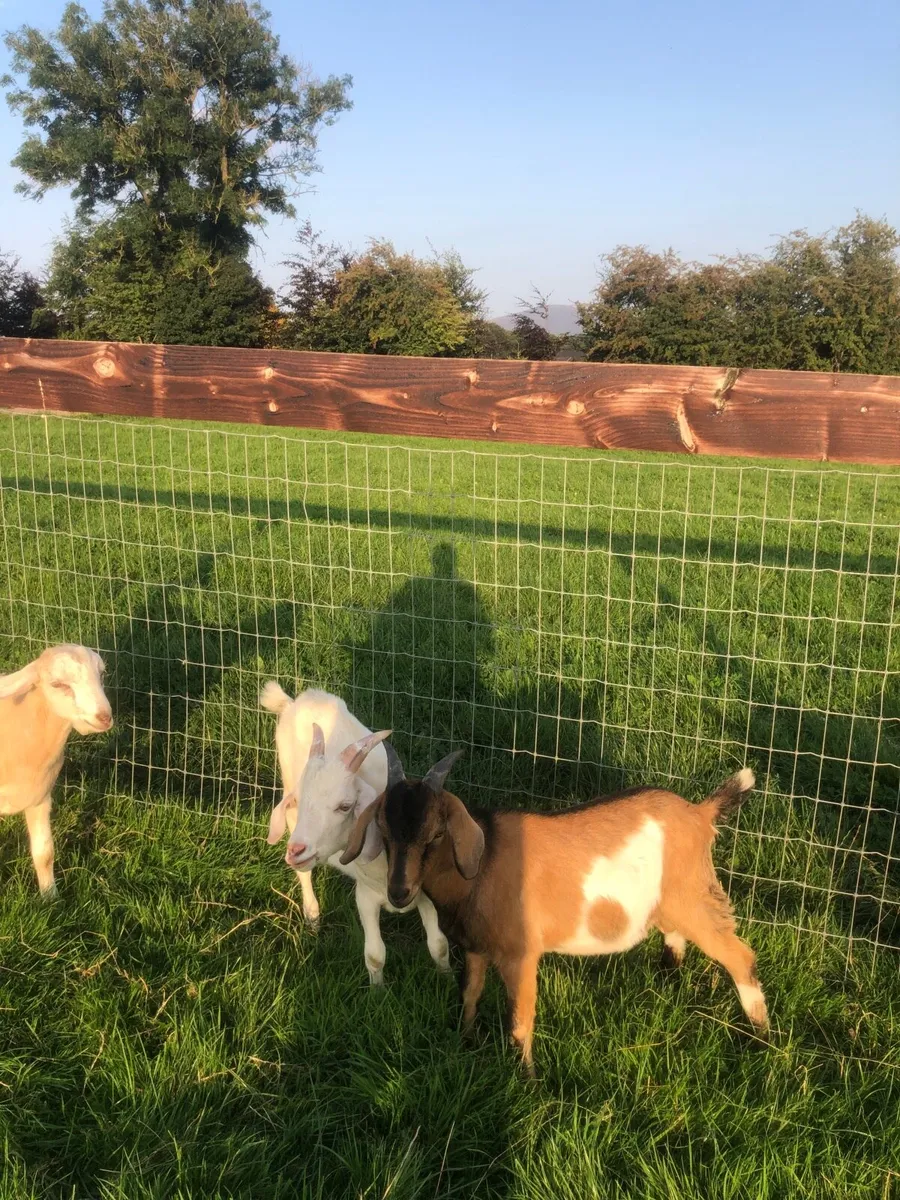 Kid Goats - Image 2