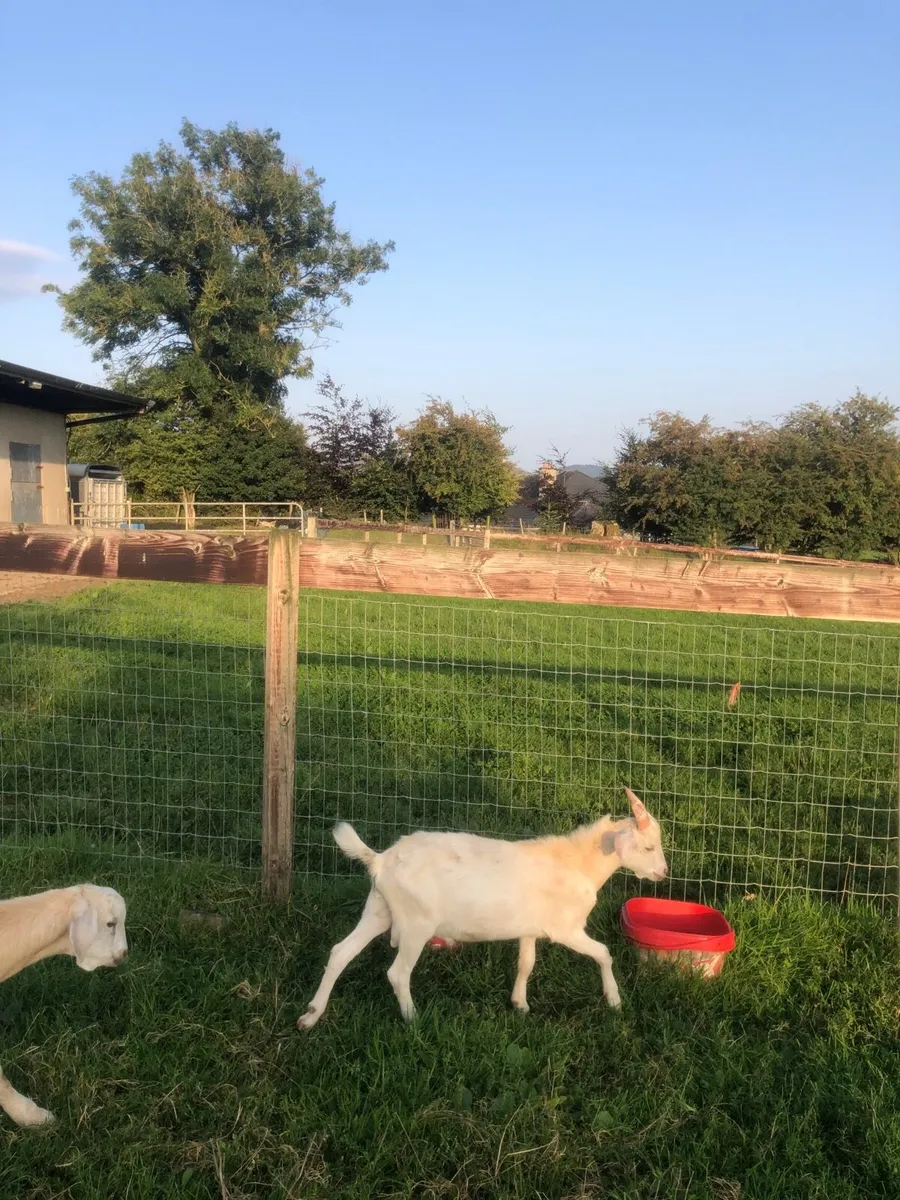 Kid Goats - Image 3