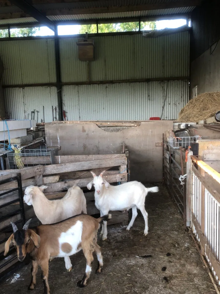 Kid Goats - Image 4
