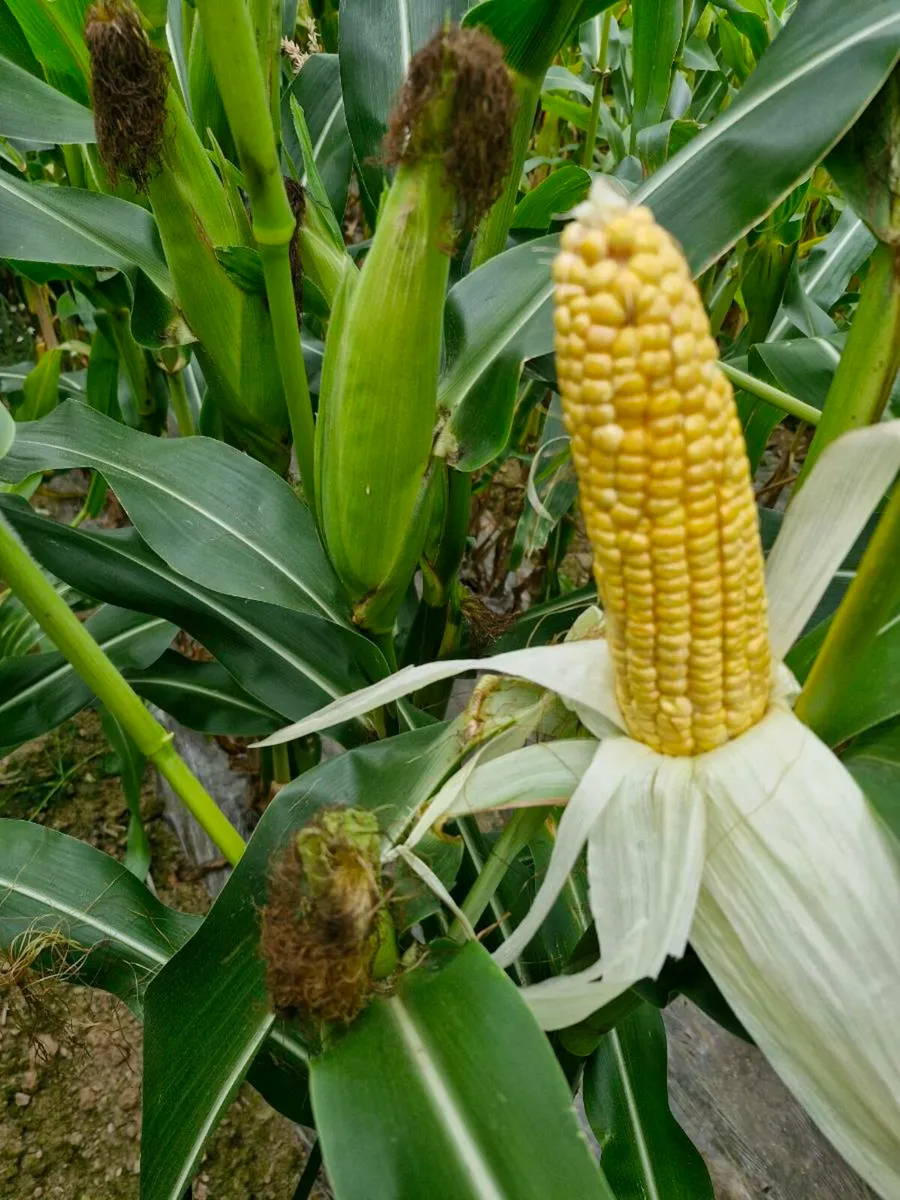 🌽 Maize for sale 🌽 - Image 1