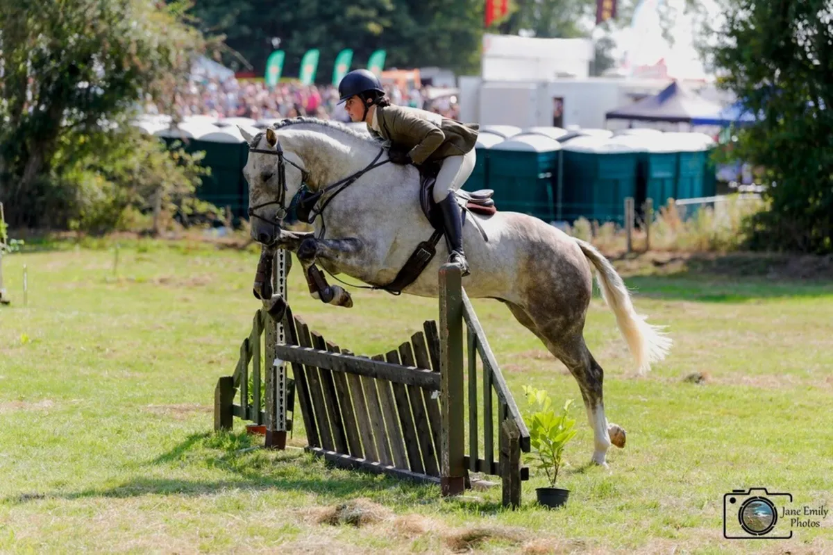 Irish Draught Gelding - Image 1