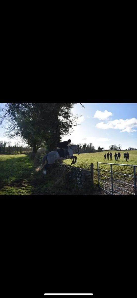 Irish Draught Gelding - Image 2