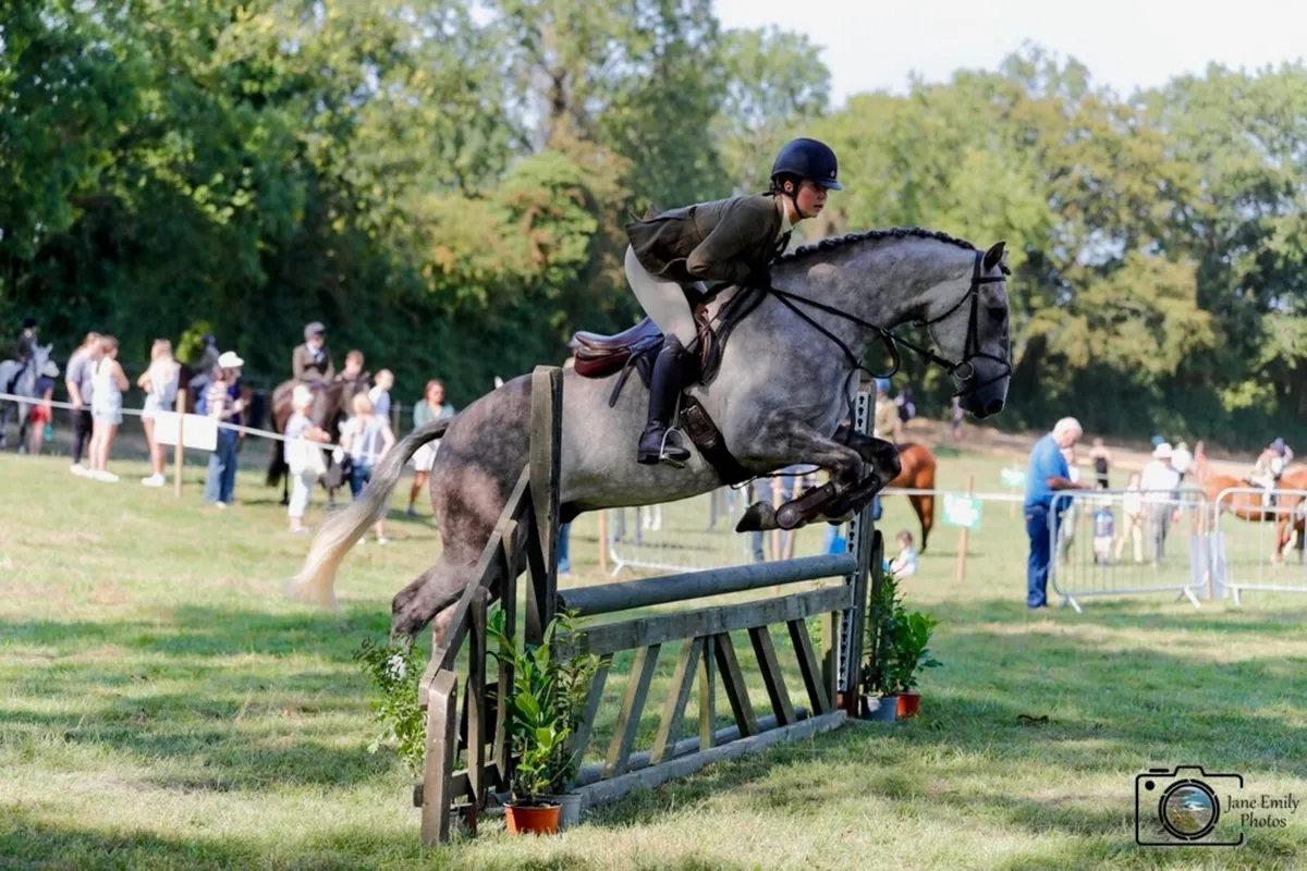 Irish Draught Gelding - Image 3