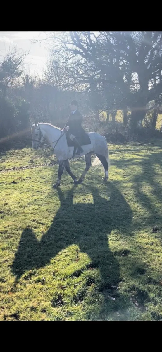 Irish Draught Gelding - Image 4