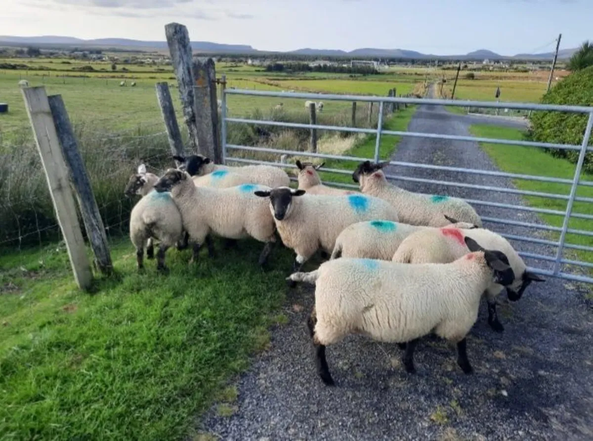 Suffock cross ewe lambs - Image 2