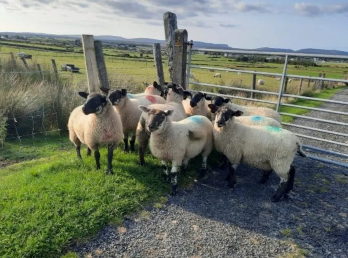 Suffock cross ewe lambs - Image 1