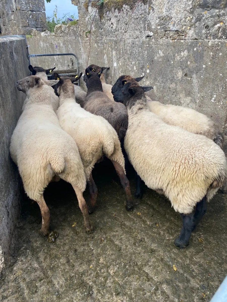 Sheep - Image 1