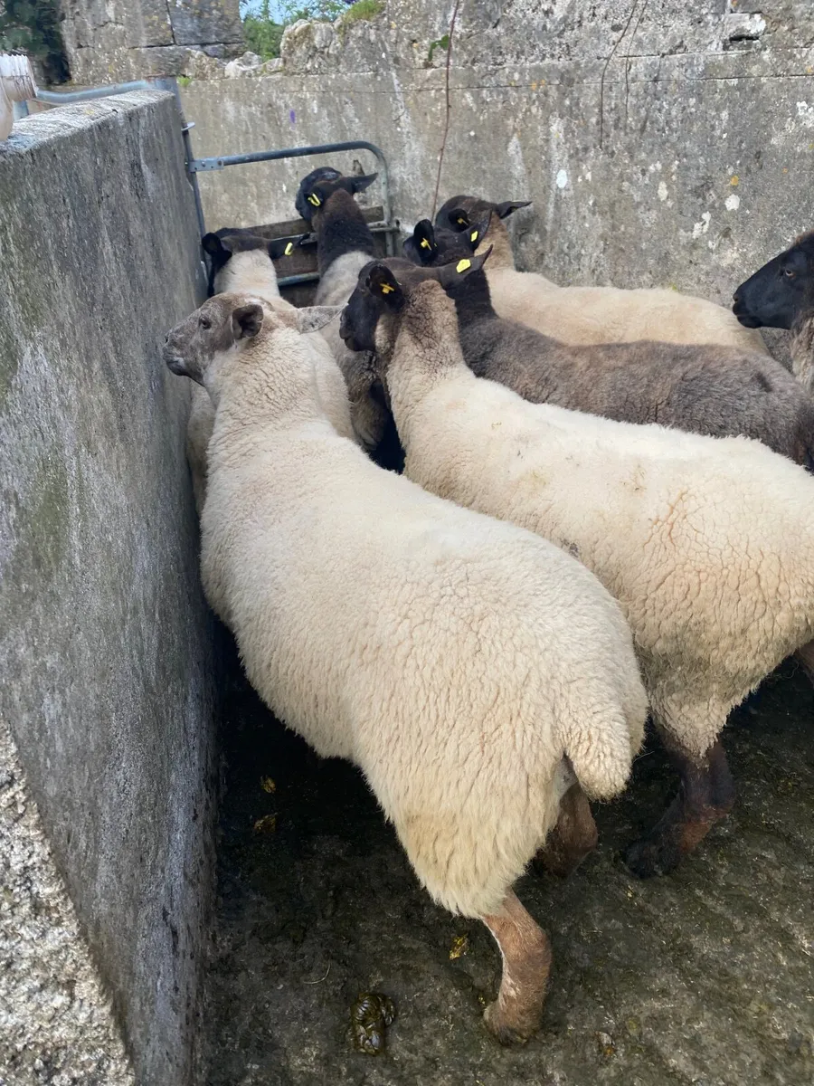 Sheep - Image 3