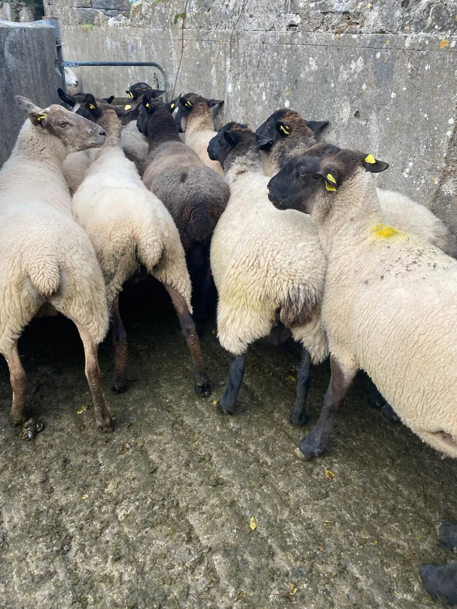 Sheep - Image 4