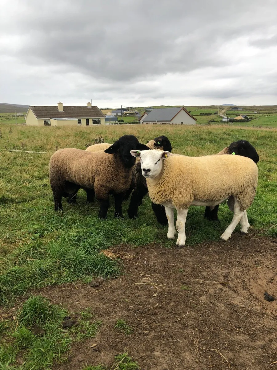 Sis ram lambs - Image 1