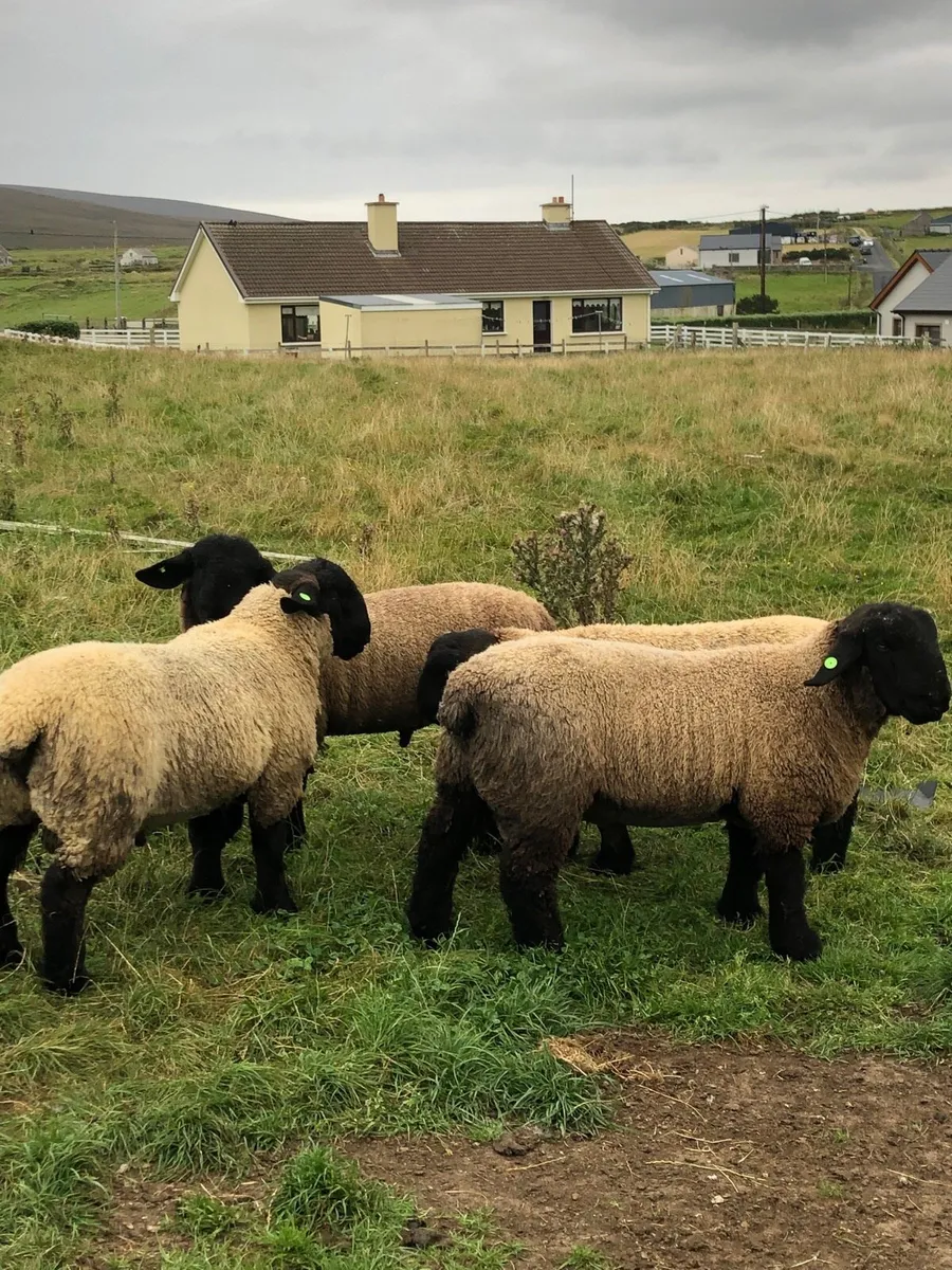 Sis ram lambs - Image 2