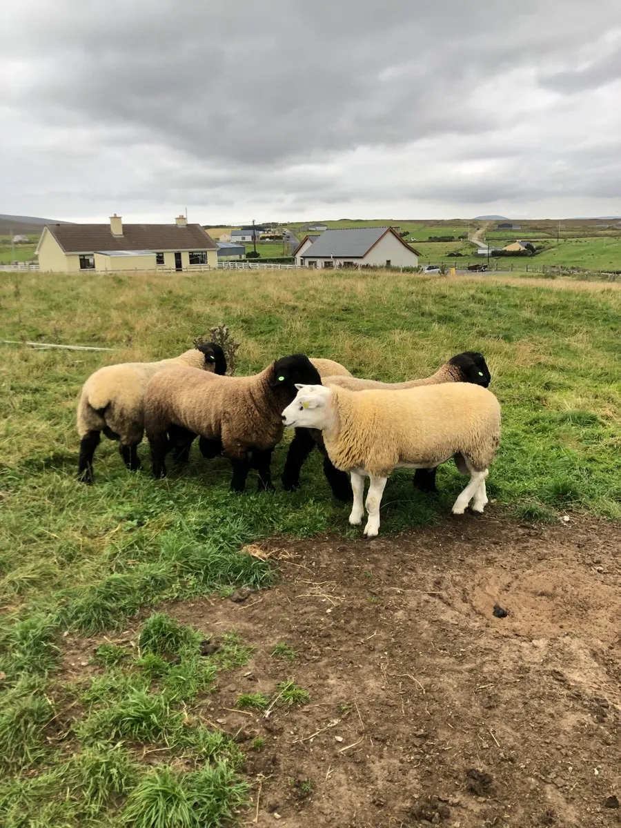 Sis ram lambs - Image 3