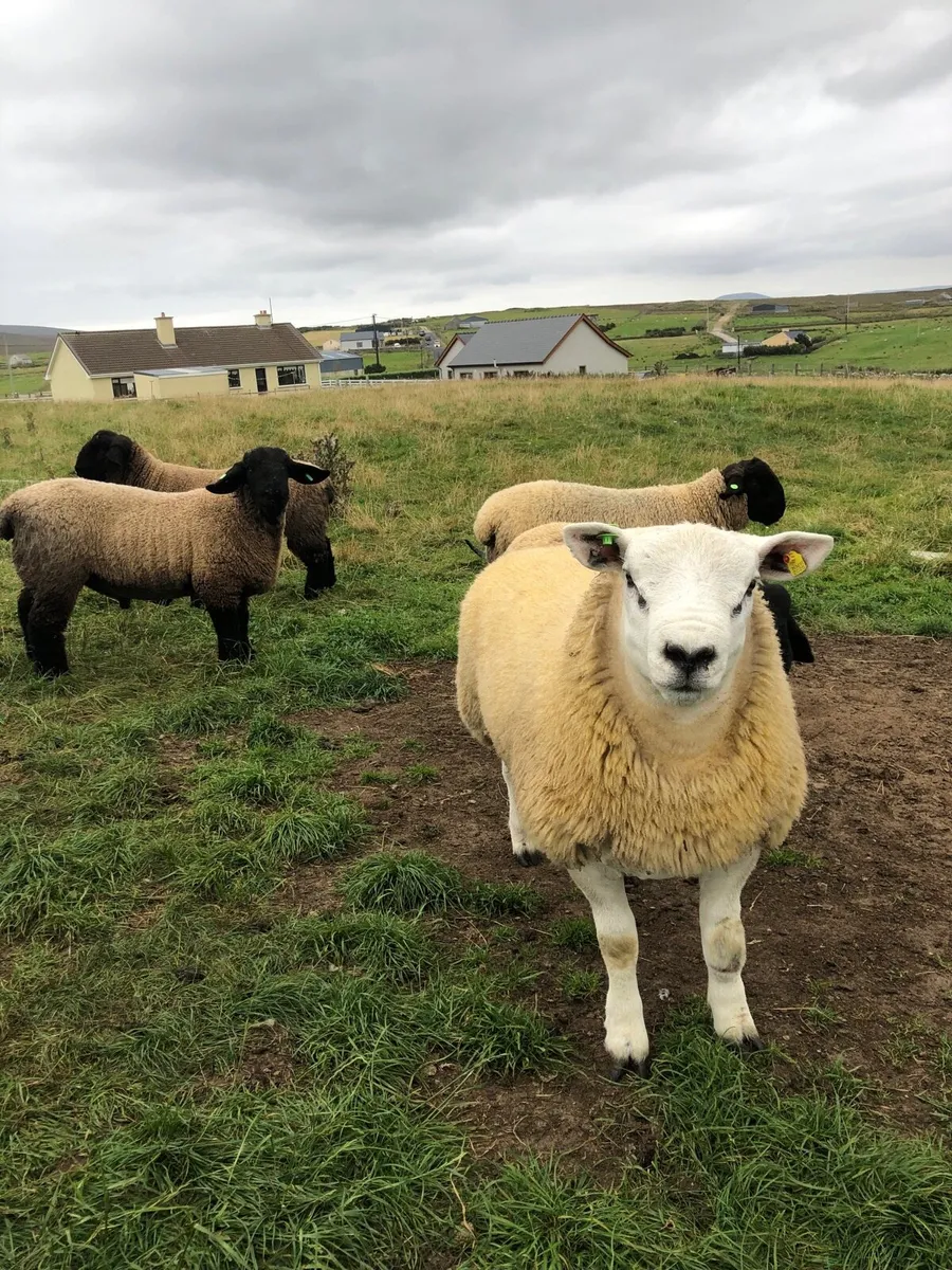 Sis ram lambs - Image 4