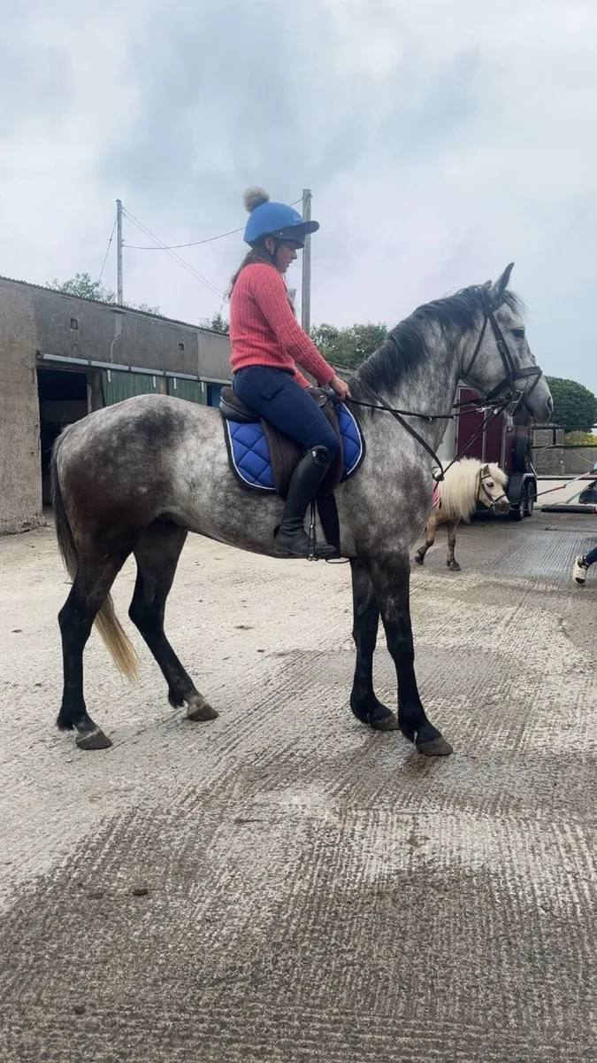 Selection of Horses & Ponies - Image 4