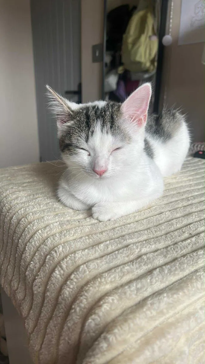 Sweet 1/4 persian kitten - Image 4