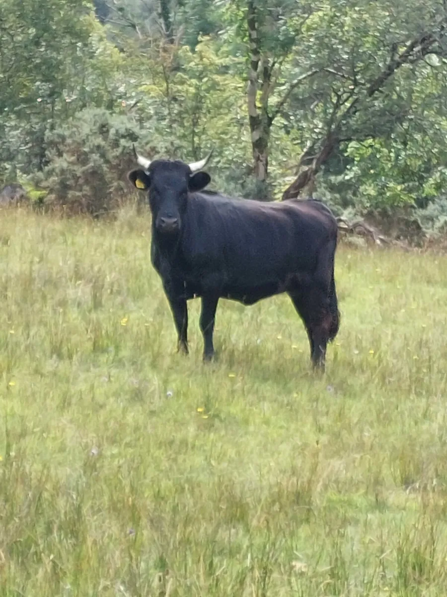 PUREBRED DEXTER CATTLE - Image 1