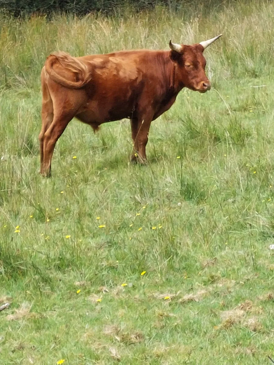PUREBRED DEXTER CATTLE - Image 2