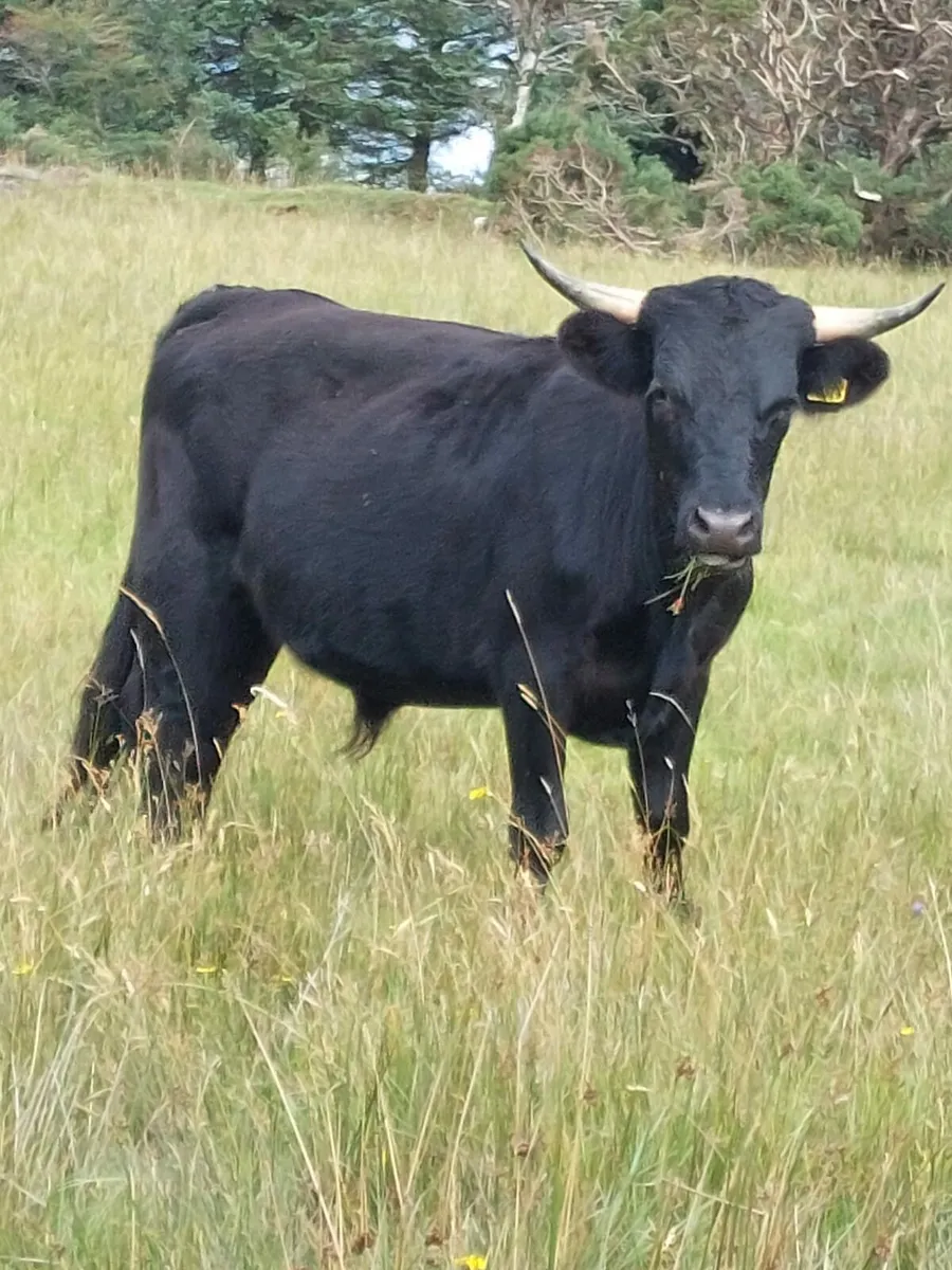 PUREBRED DEXTER CATTLE - Image 3