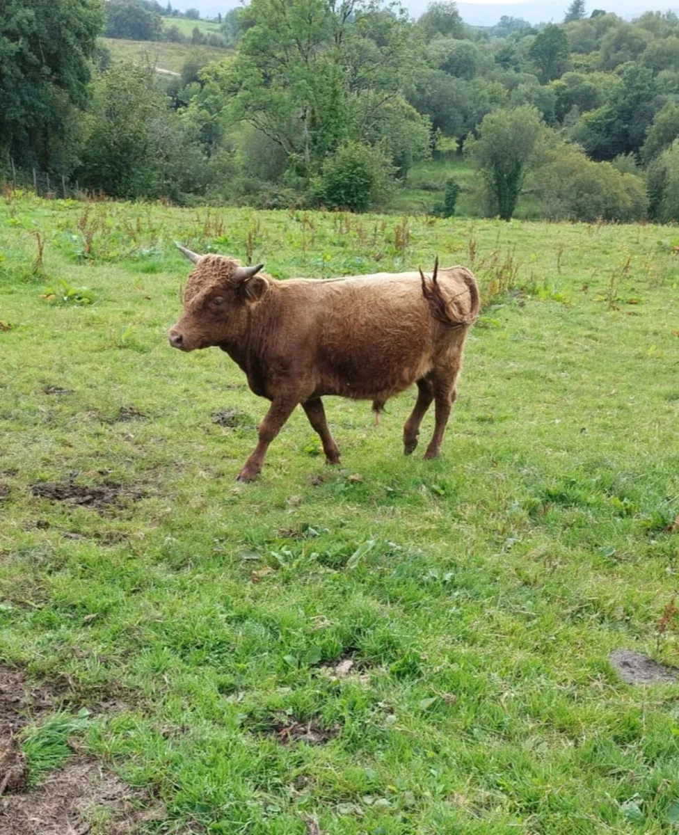 PUREBRED DEXTER CATTLE - Image 4