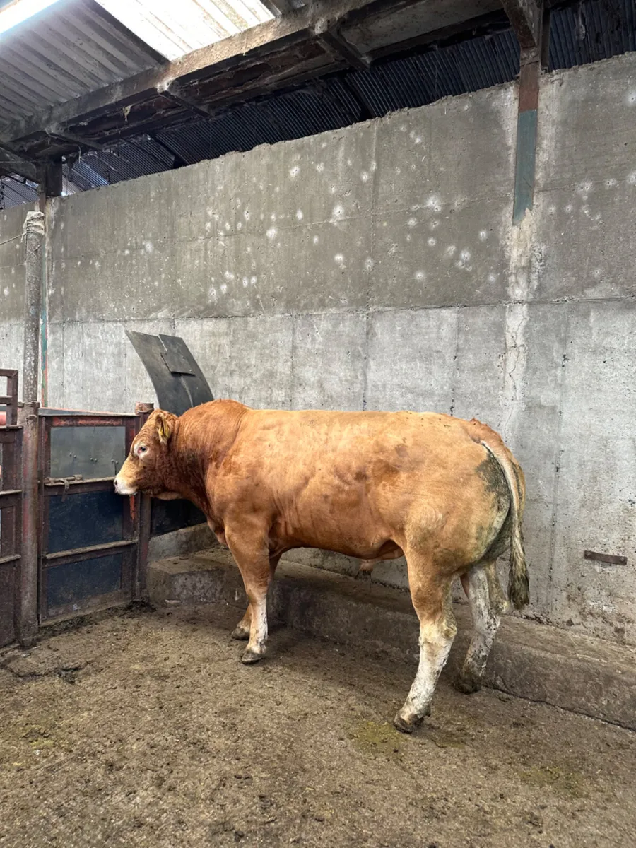 Pedigree lim bull - Image 2