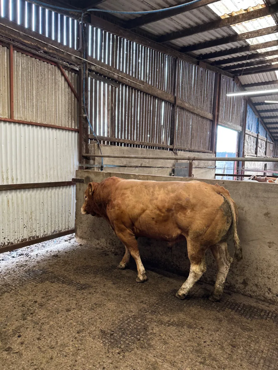 Pedigree lim bull - Image 4