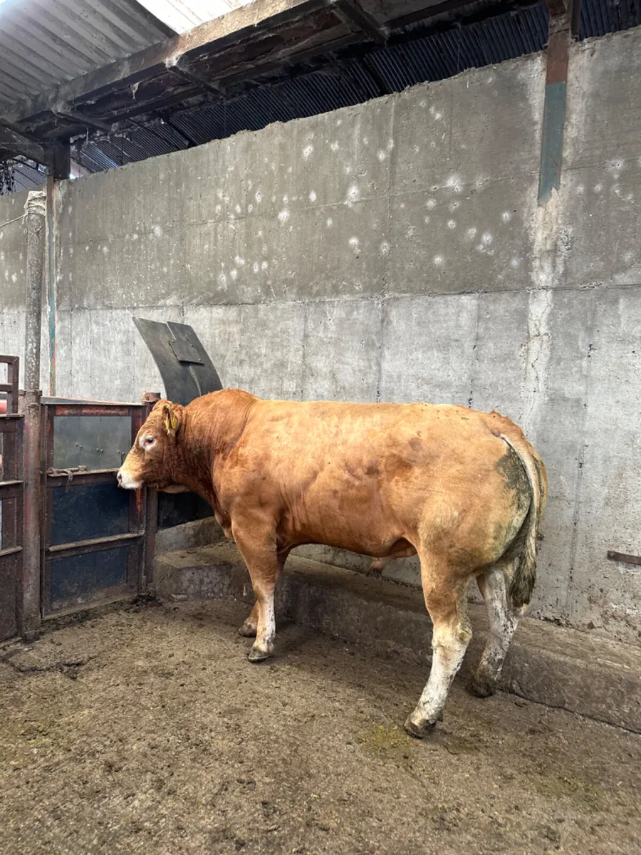 Pedigree lim bull - Image 1