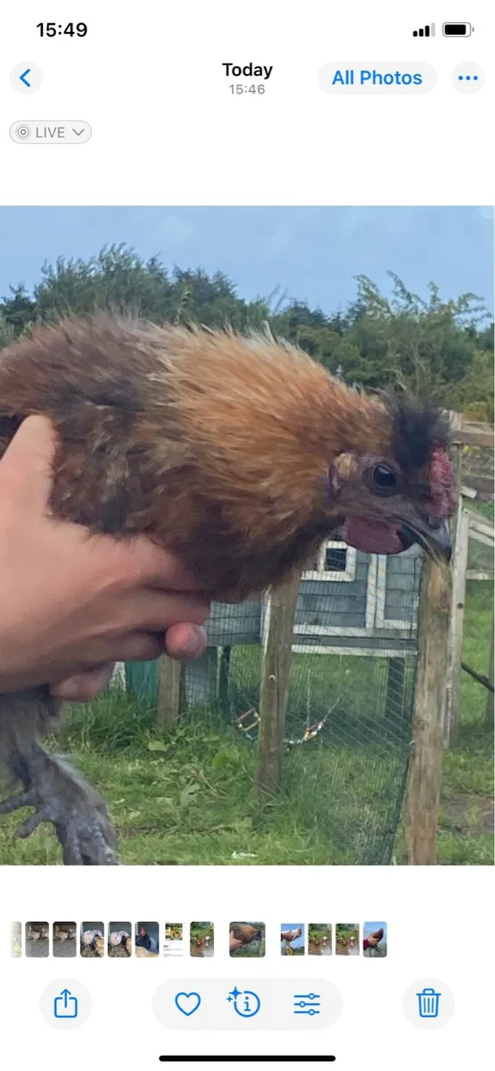 Silkie - Image 3