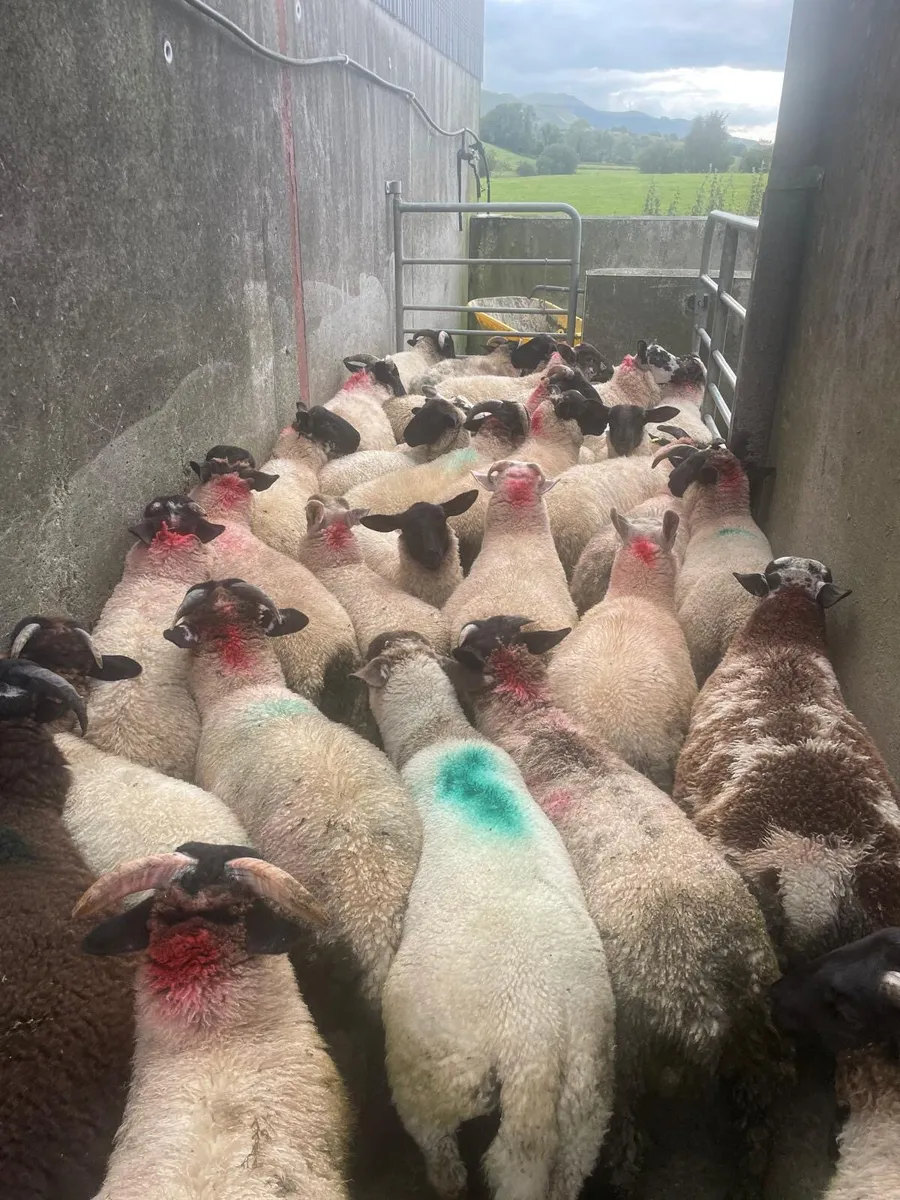 ⭐️63 Ram Lambs ⭐️ - Image 1