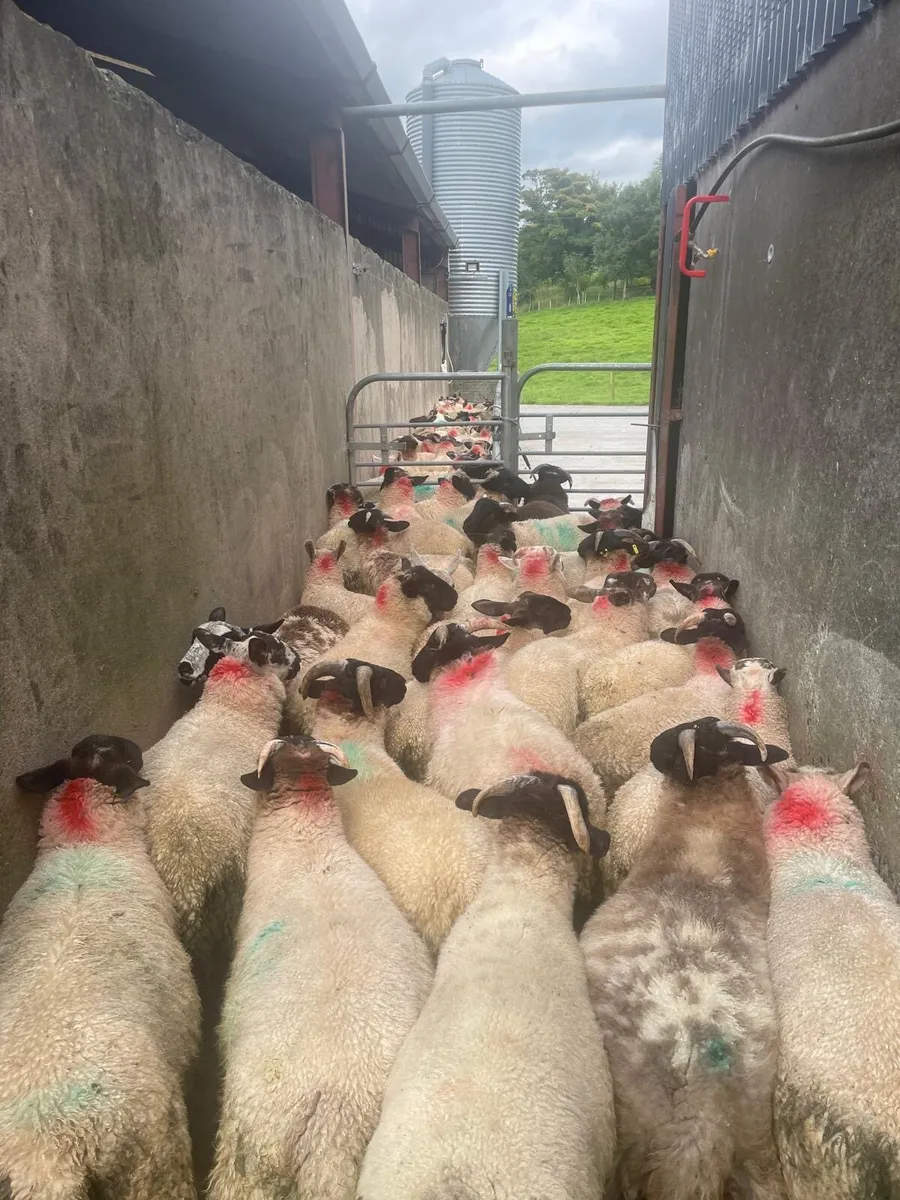 ⭐️63 Ram Lambs ⭐️ - Image 2