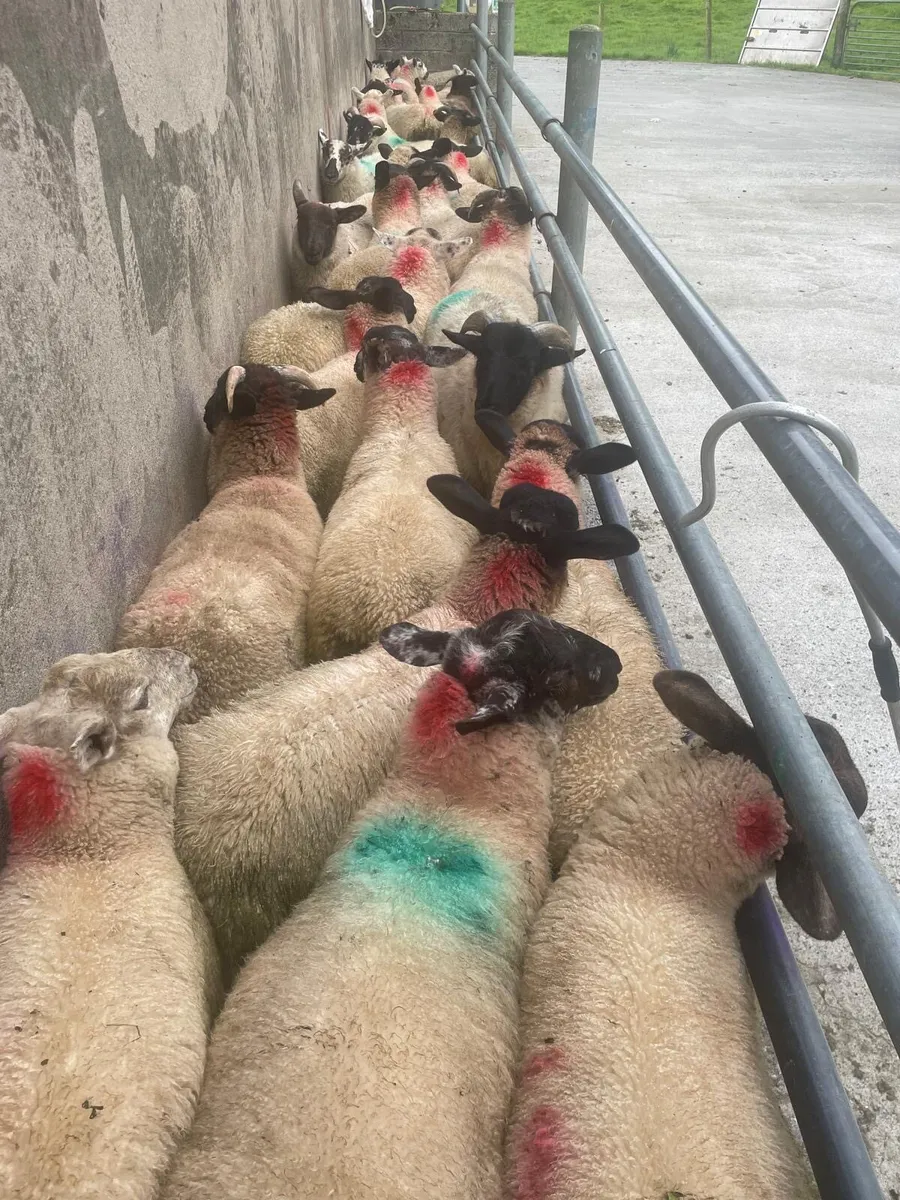 ⭐️63 Ram Lambs ⭐️ - Image 3