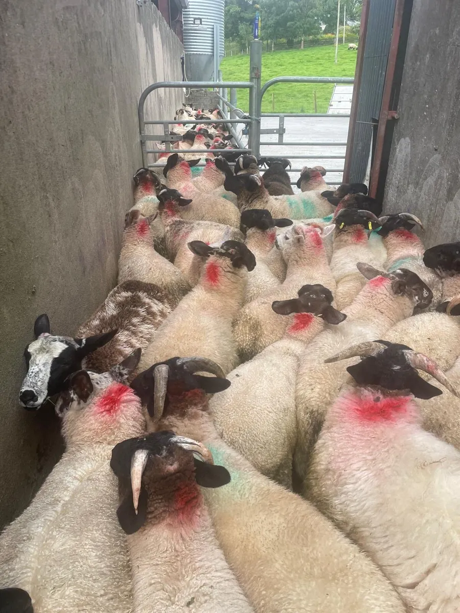 ⭐️63 Ram Lambs ⭐️ - Image 4