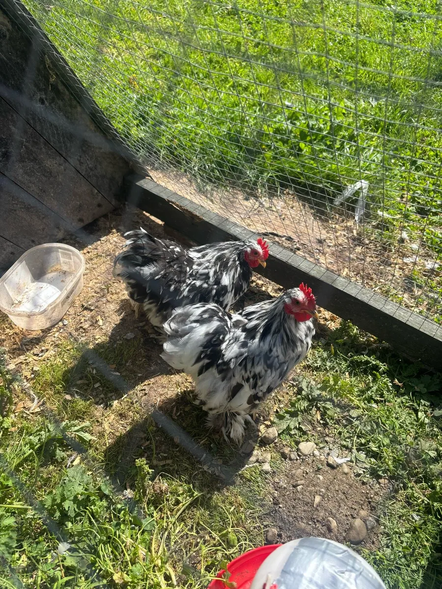 Mottled Pekin and silkie roosters - Image 4