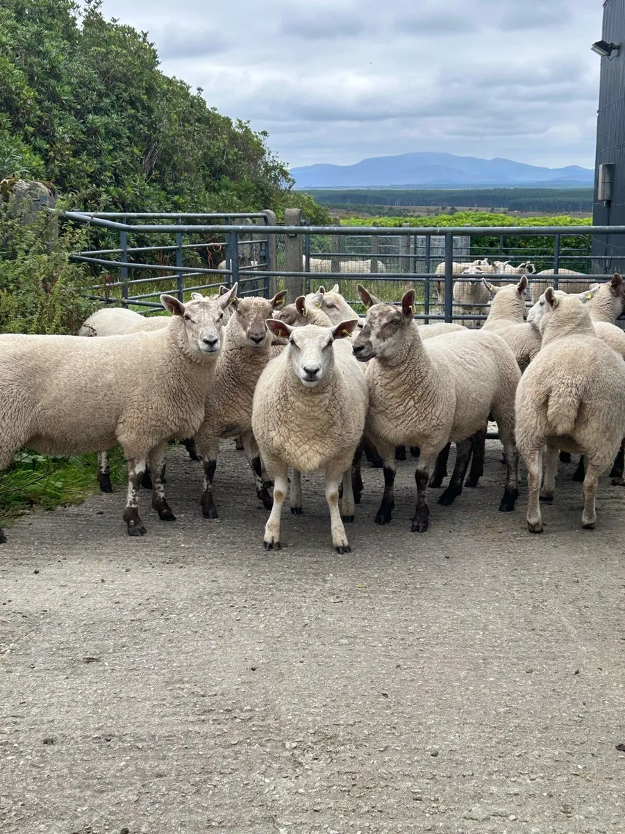 Ewe hoggets - Image 1