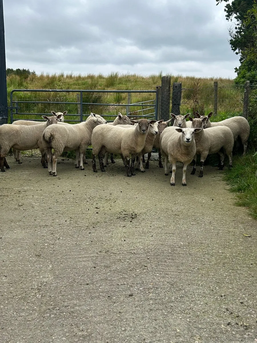 Ewe hoggets - Image 2