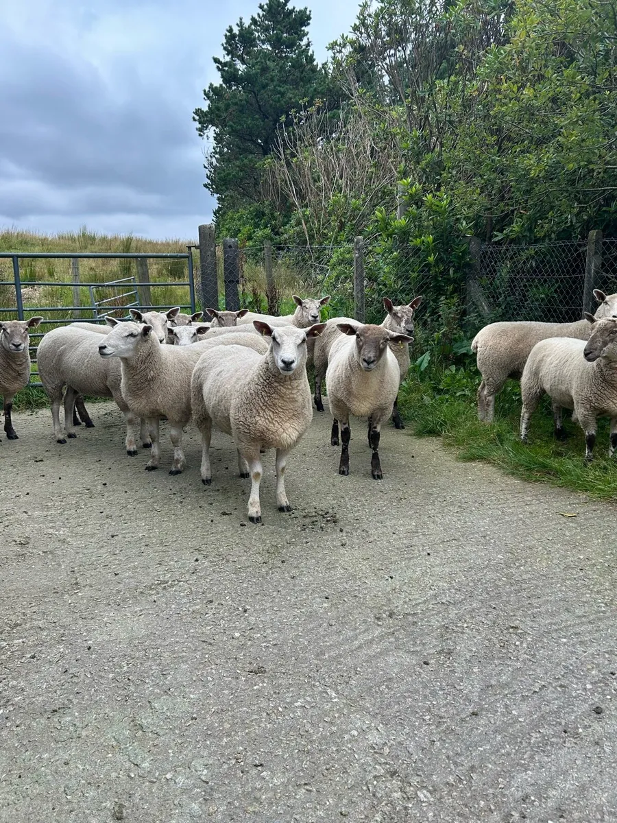 Ewe hoggets - Image 3