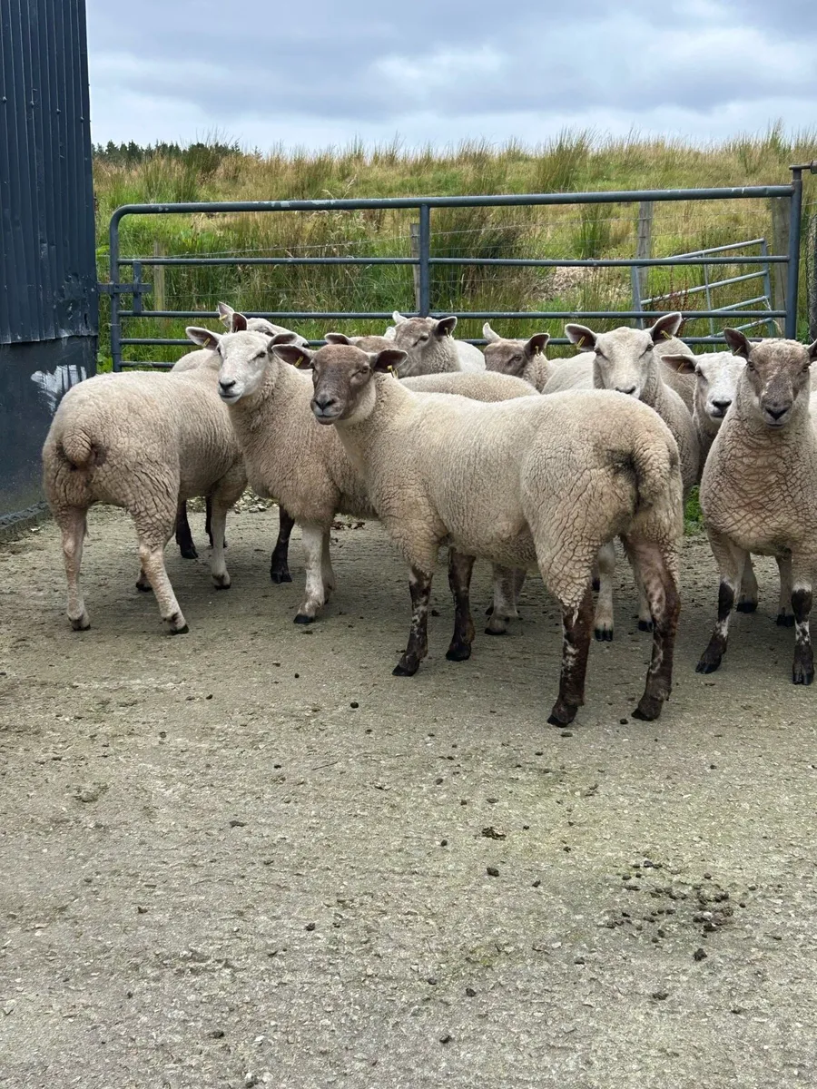 Ewe hoggets - Image 4